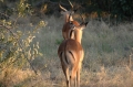 Two impala bucks 